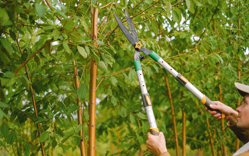 Tree trimming in Kerkhoven, MN