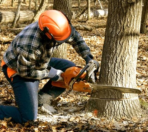 Tree Removal in Kerkhoven, MN